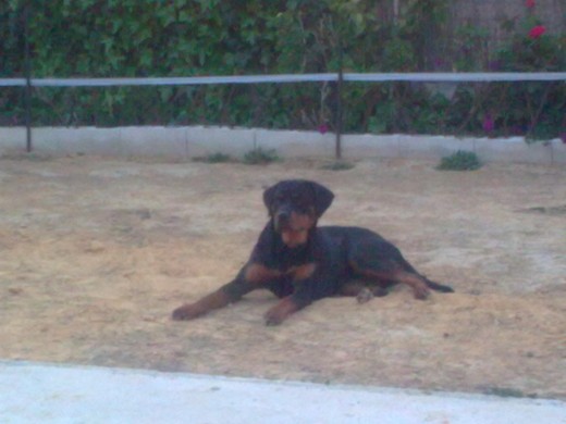 aqui esta telma descansando despues de jugar